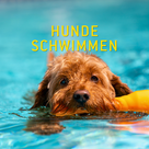 Hundeschwimmen im Ilmbad