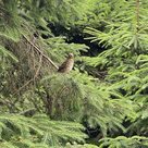 Waldbesitzvereinigung (WBV) Pfaffenhofen: Wald und Klimaschutz