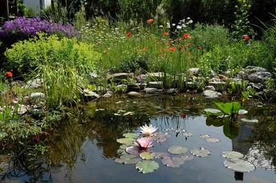 Gartenteich - ein Gewinn für die Artenvielfalt und das Microklima