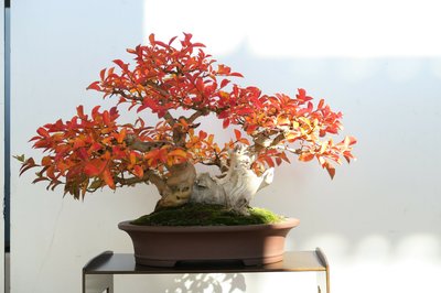 8. Südostbayerische Bonsai Ausstellung